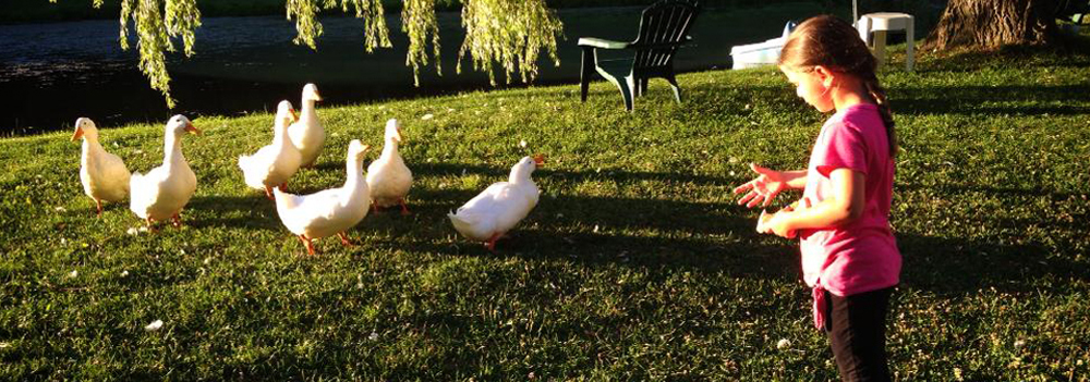 Girl feeding geese