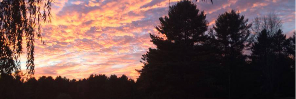 Trees and Sky